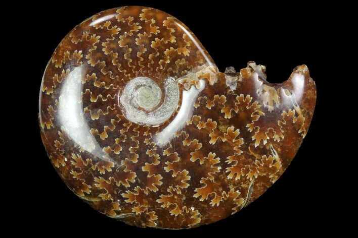 Polished, Agatized Ammonite (Cleoniceras) - Madagascar #97303